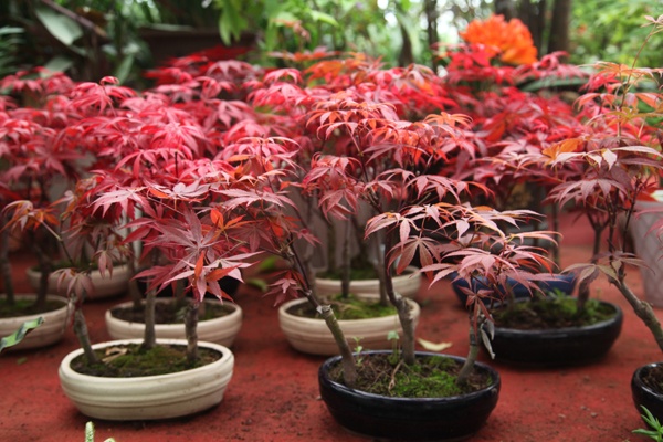 艳丽脱俗的红枫盆景植物图片