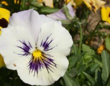 颜色艳丽的大花三色堇植物图片