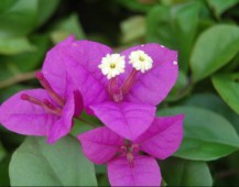 精美的野生紫花杜鹃植物图片